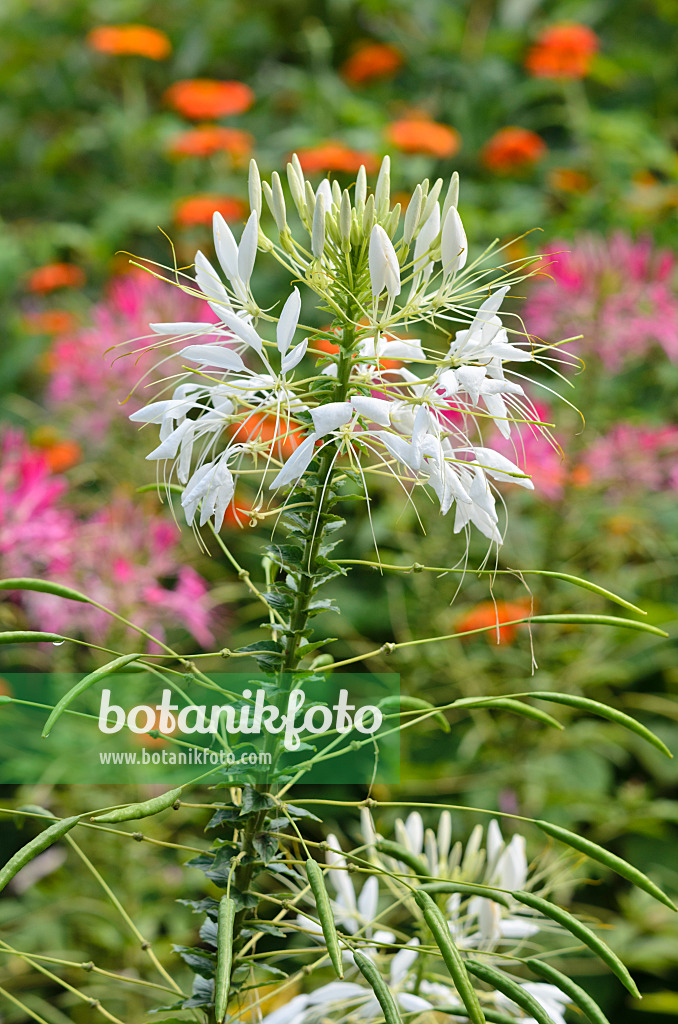 523112 - Spider flower (Tarenaya hassleriana 'Helen Campbell' syn. Cleome hassleriana 'Helen Campbell')