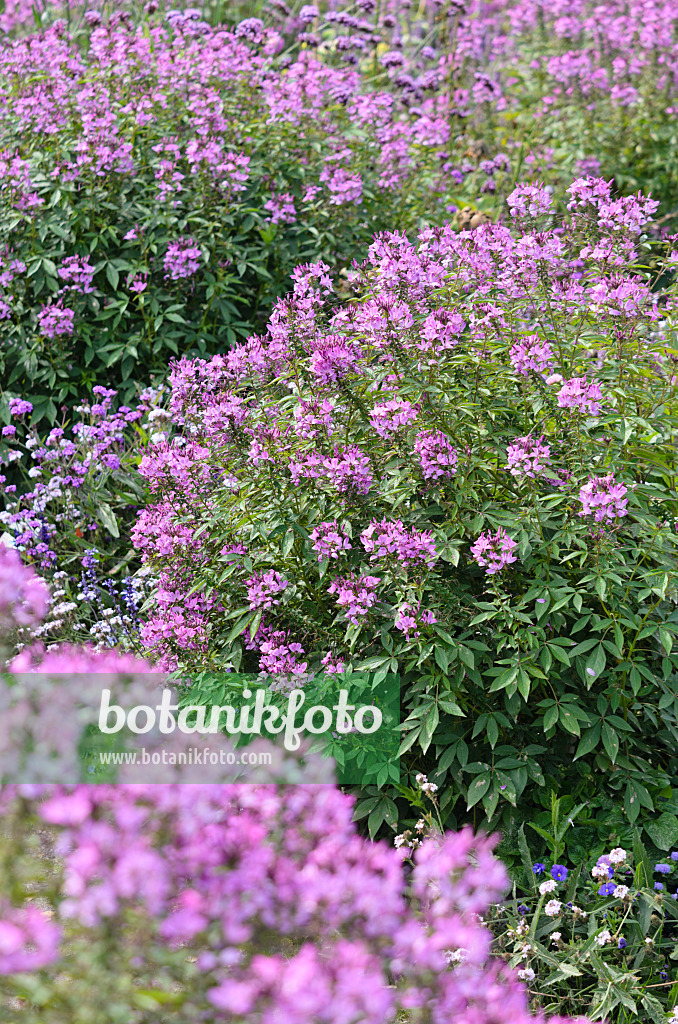 536113 - Spider flower (Tarenaya hassleriana 'Señorita Rosalita' syn. Cleome hassleriana 'Señorita Rosalita')