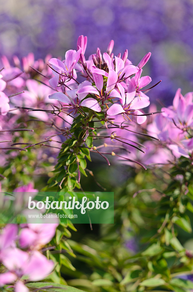 570107 - Spider flower (Tarenaya hassleriana 'Señorita Rosalita' syn. Cleome hassleriana 'Señorita Rosalita')