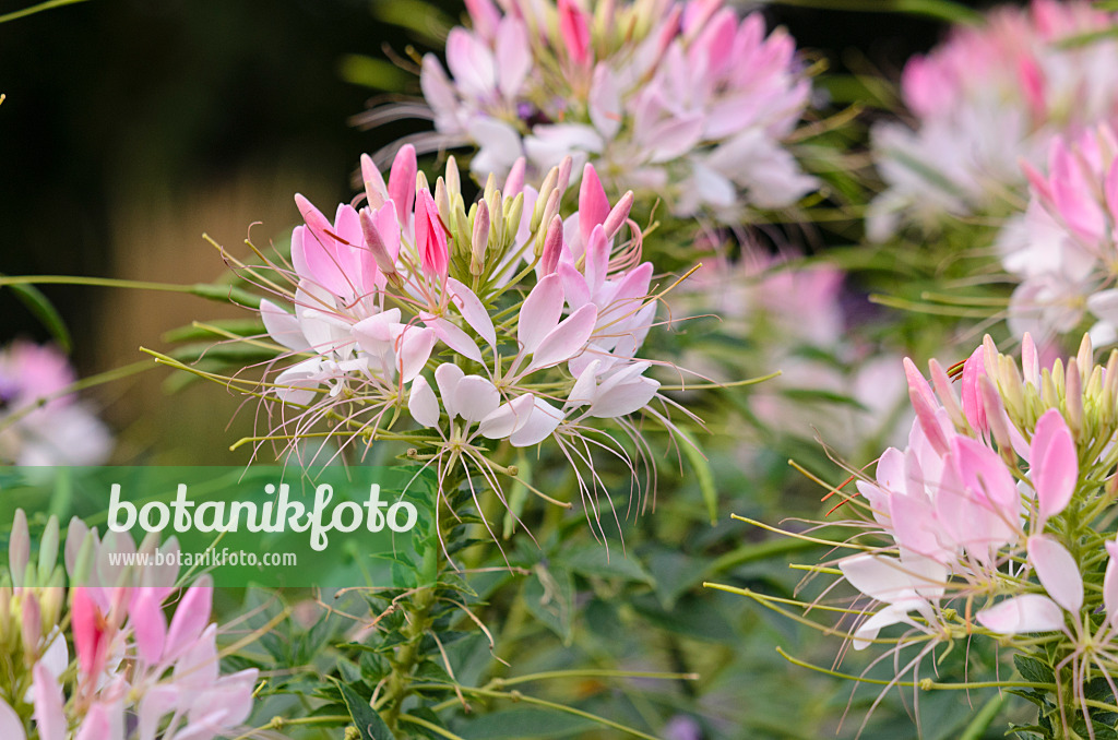 523199 - Spider flower (Tarenaya hassleriana 'Sparkler Blush' syn. Cleome hassleriana 'Sparkler Blush')