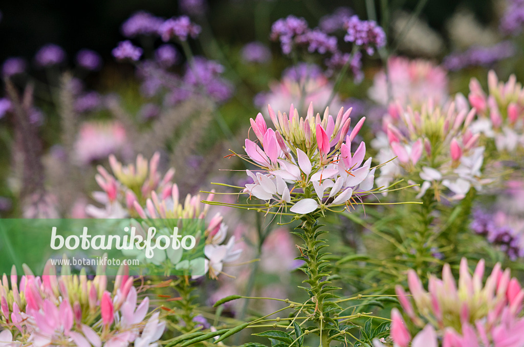 523201 - Spider flower (Tarenaya hassleriana 'Sparkler Blush' syn. Cleome hassleriana 'Sparkler Blush')