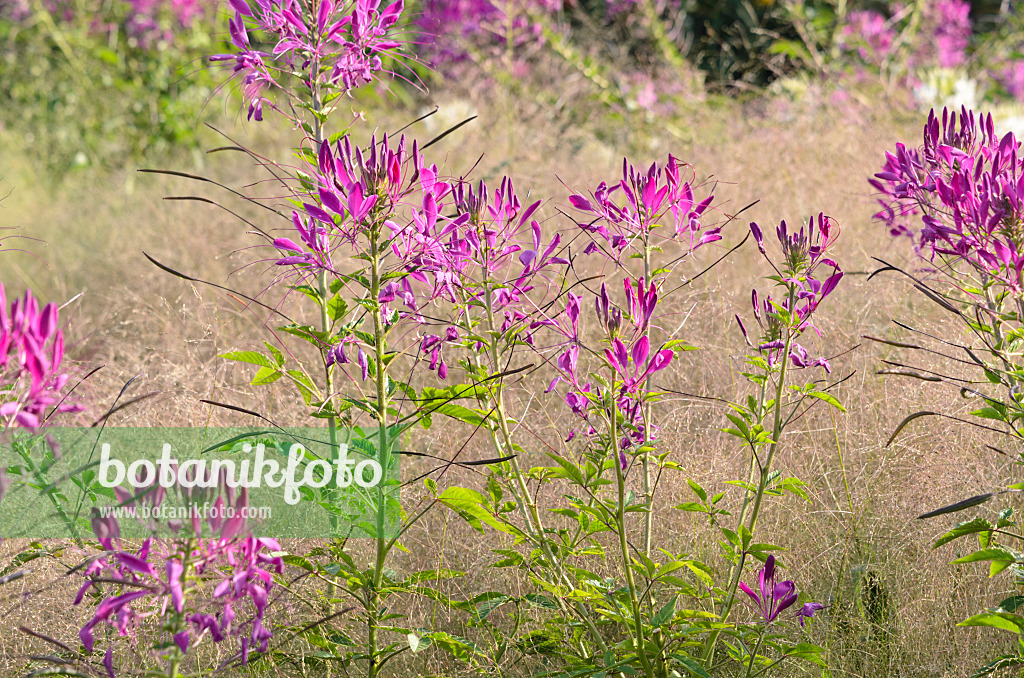 547385 - Spider flower (Tarenaya hassleriana 'Sparkler Lavender' syn. Cleome hassleriana 'Sparkler Lavender')