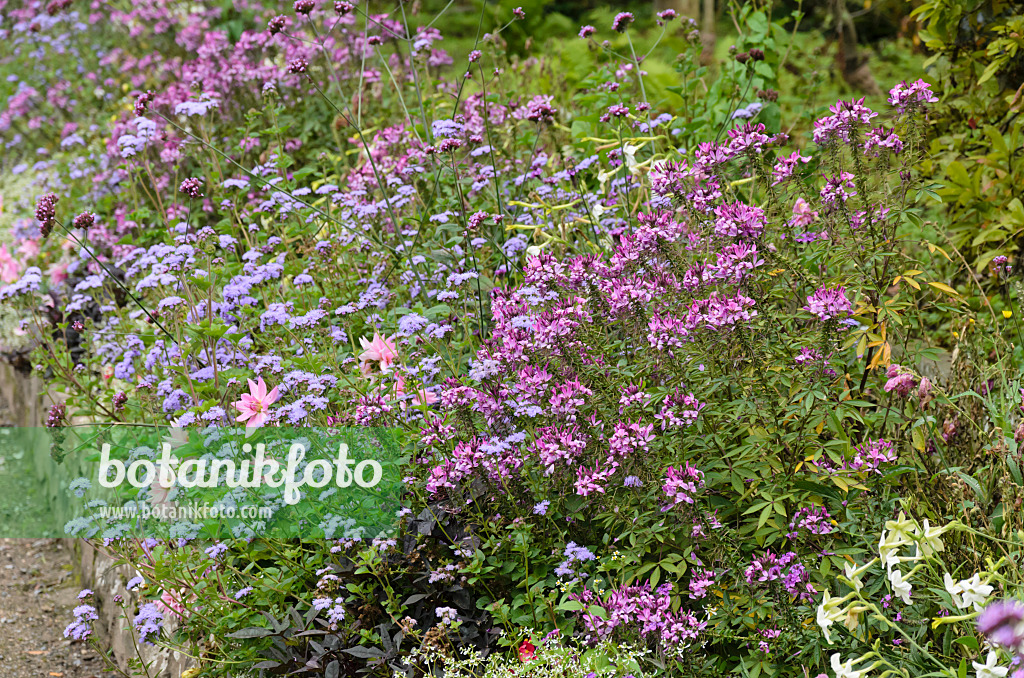 549081 - Spider flowers (Tarenaya syn. Cleome), floss flowers (Ageratum) and dahlias (Dahlia)