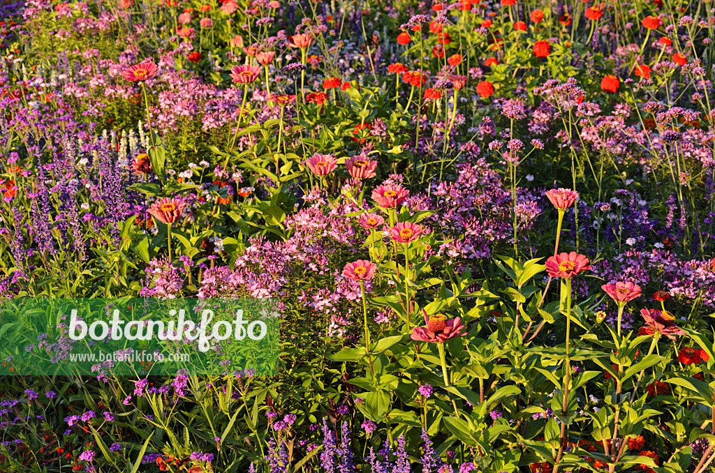 523077 - Spider flowers (Tarenaya syn. Cleome) and zinnias (Zinnia)