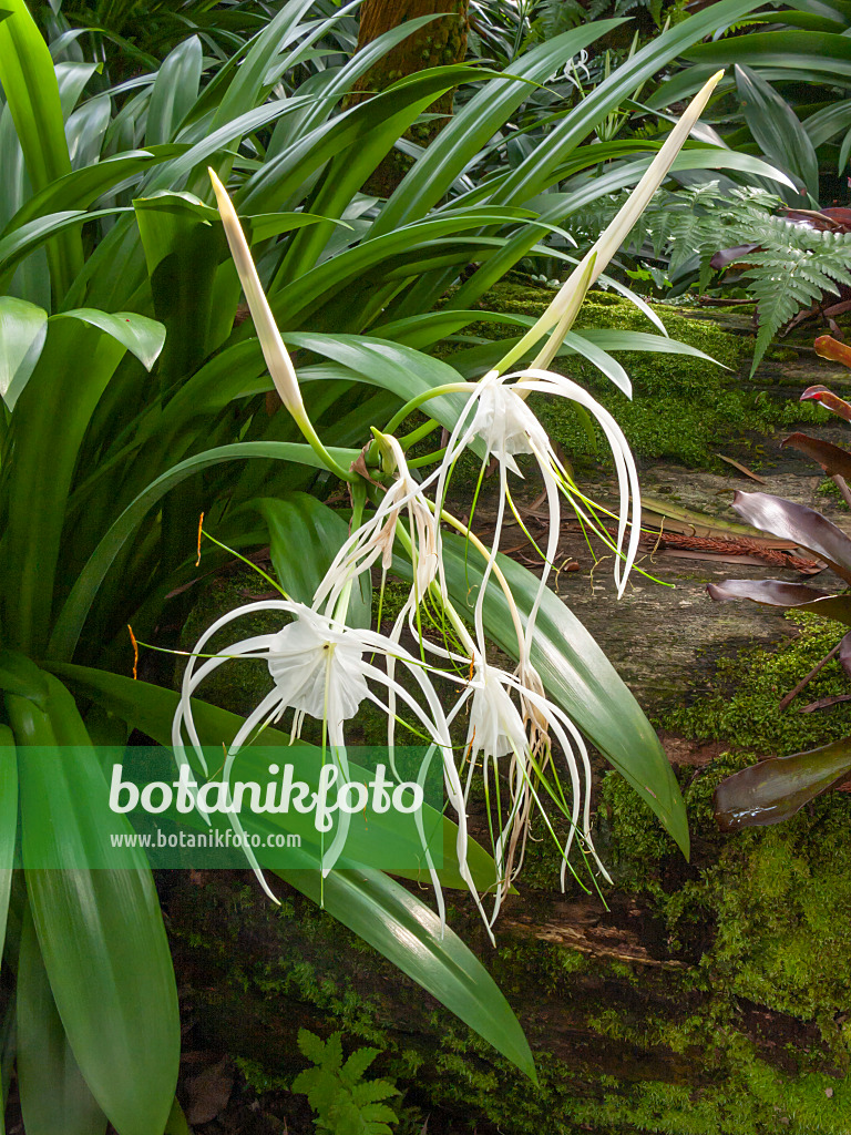 411245 - Spider lily (Hymenocallis)