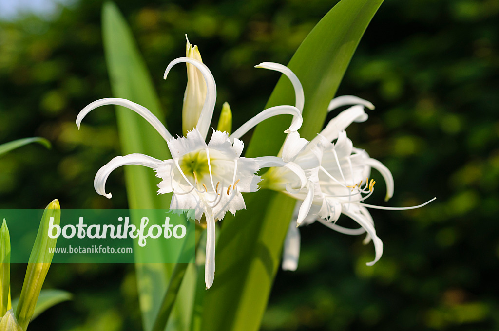 484318 - Spider lily (Hymenocallis x festalis)