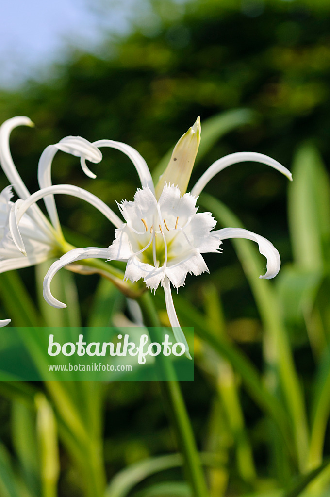 484319 - Spider lily (Hymenocallis x festalis)