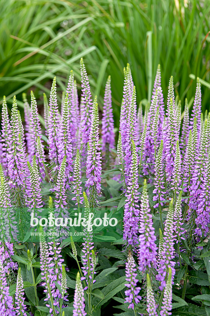 607218 - Spiked speedwell (Pseudolysimachion spicatum 'Lavender Lightsaber' syn. Veronica spicata 'Lavender Lightsaber')