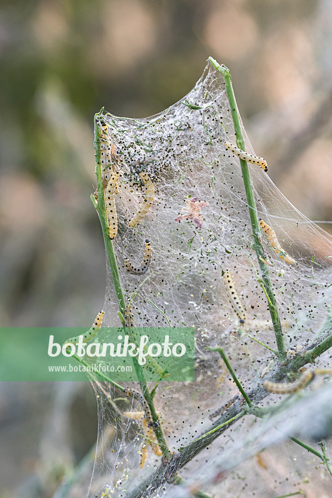 616211 - Spindle ermine (Yponomeuta cagnagella) and common spindle (Euonymus europaeus)