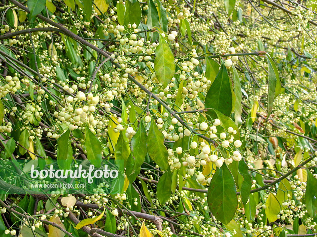 466012 - Spindle tree (Euonymus kiautschovicus)