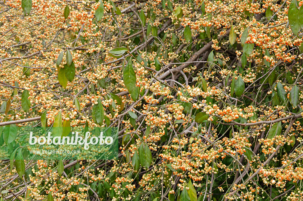 467055 - Spindle tree (Euonymus kiautschovicus)