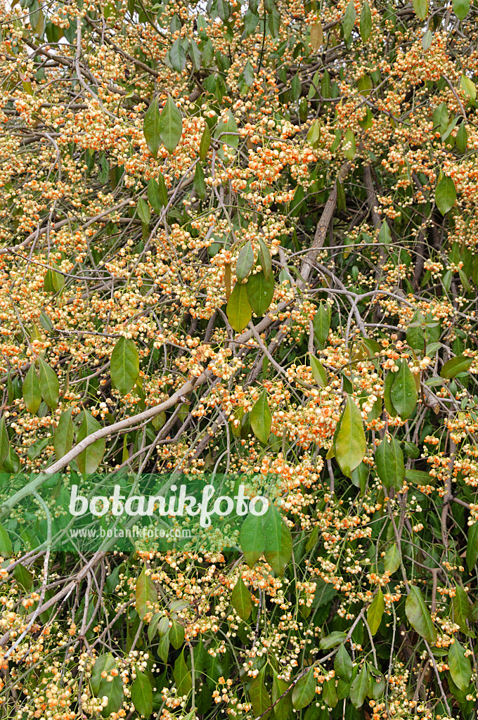 467056 - Spindle tree (Euonymus kiautschovicus)