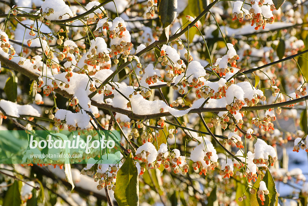 491013 - Spindle tree (Euonymus kiautschovicus)