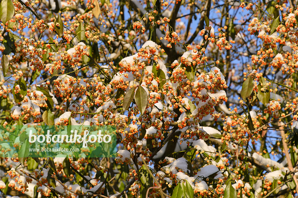 491014 - Spindle tree (Euonymus kiautschovicus)