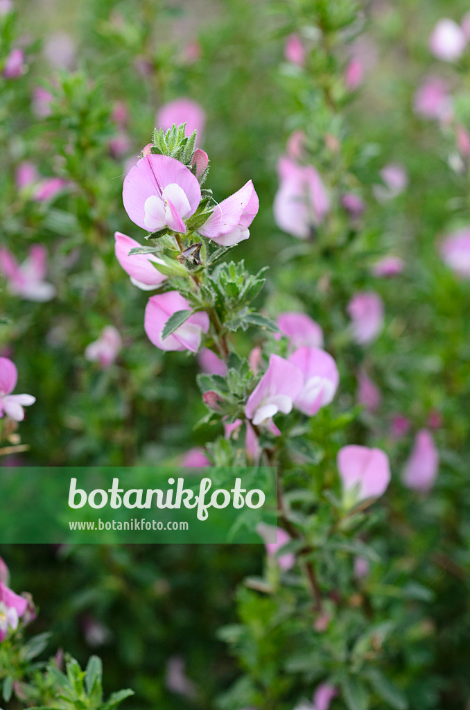 497301 - Spiny restharrow (Ononis spinosa)