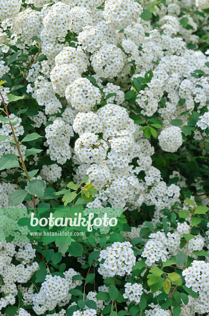 472149 - Spiraea x vanhouttei