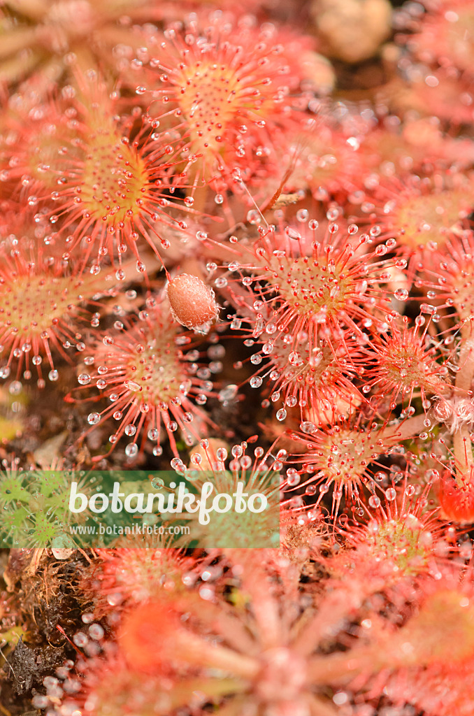 547339 - Spoon-leaved sundew (Drosera spathulata)