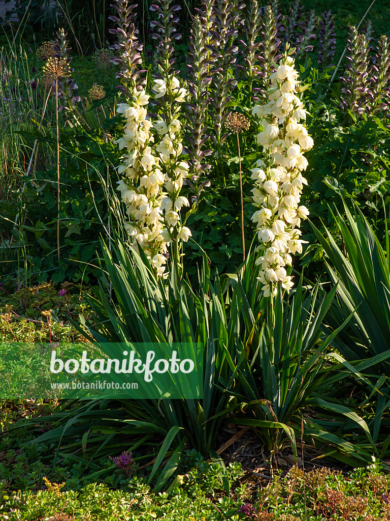 439295 - Spoonleaf yucca (Yucca filamentosa)