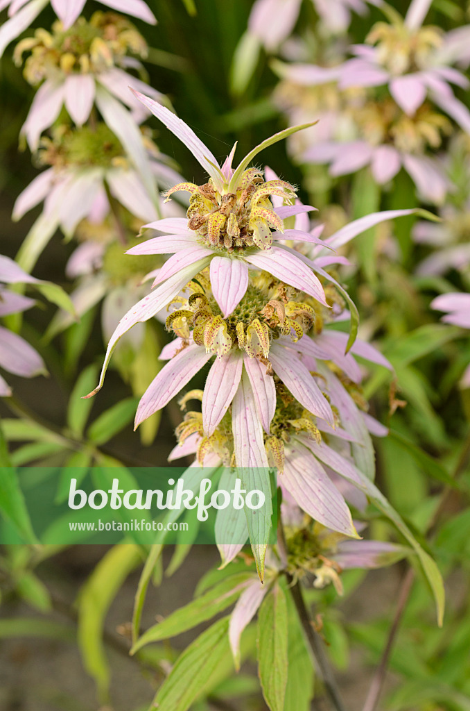 498341 - Spotted bee balm (Monarda punctata)