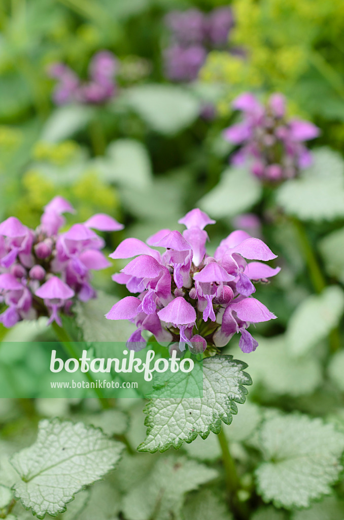 508113 - Spotted dead nettle (Lamium maculatum 'Beacon Silver')