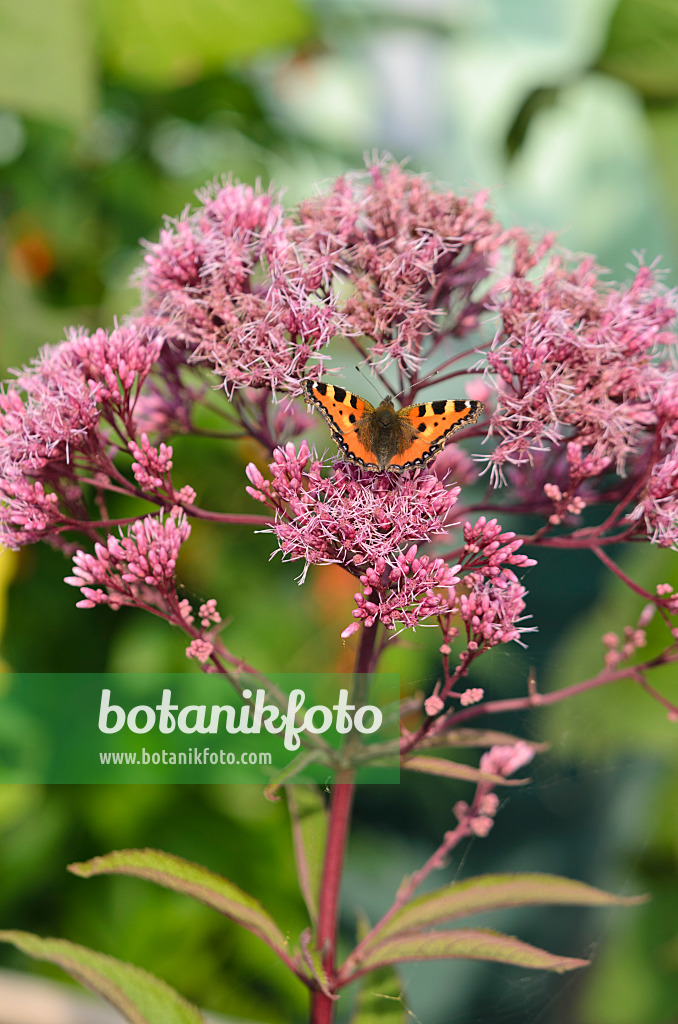 523179 - Spotted Joe-Pye weed (Eupatorium maculatum syn. Eutrochium maculatum) and small tortoiseshell (Aglais urticae)