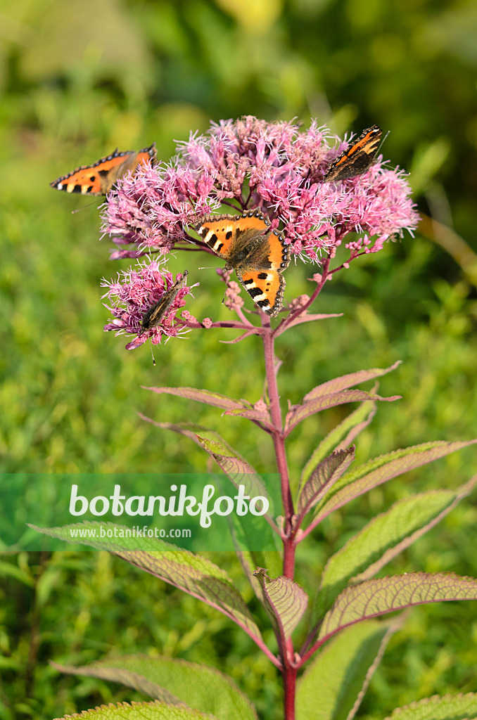 523180 - Spotted Joe-Pye weed (Eupatorium maculatum syn. Eutrochium maculatum) and small tortoiseshell (Aglais urticae)