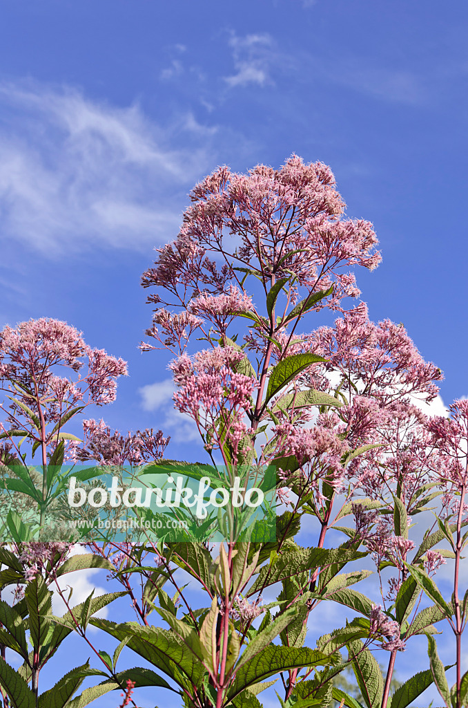 535064 - Spotted Joe-Pye weed (Eupatorium maculatum syn. Eutrochium maculatum)