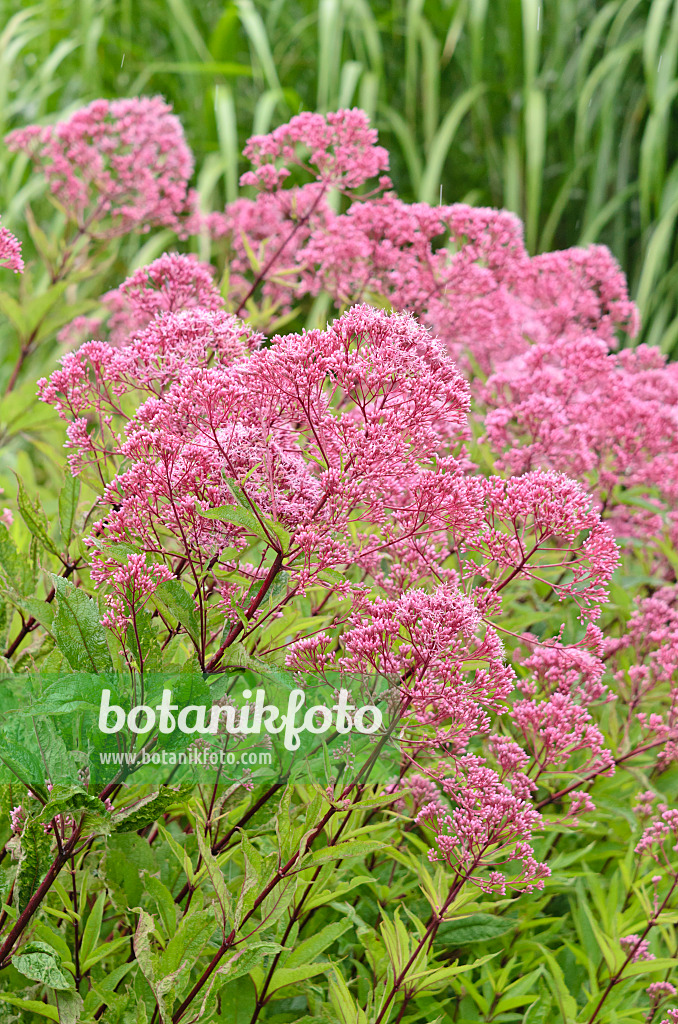 535177 - Spotted Joe-Pye weed (Eupatorium maculatum 'Atropurpureum' syn. Eutrochium maculatum 'Atropurpureum')