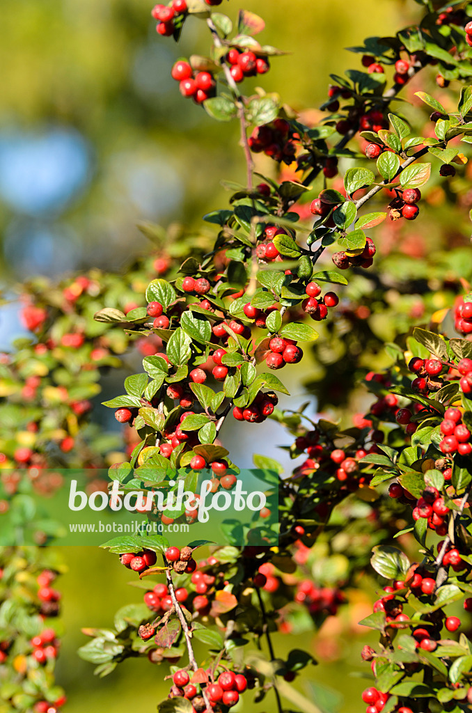 501161 - Spreading cotoneaster (Cotoneaster divaricatus)