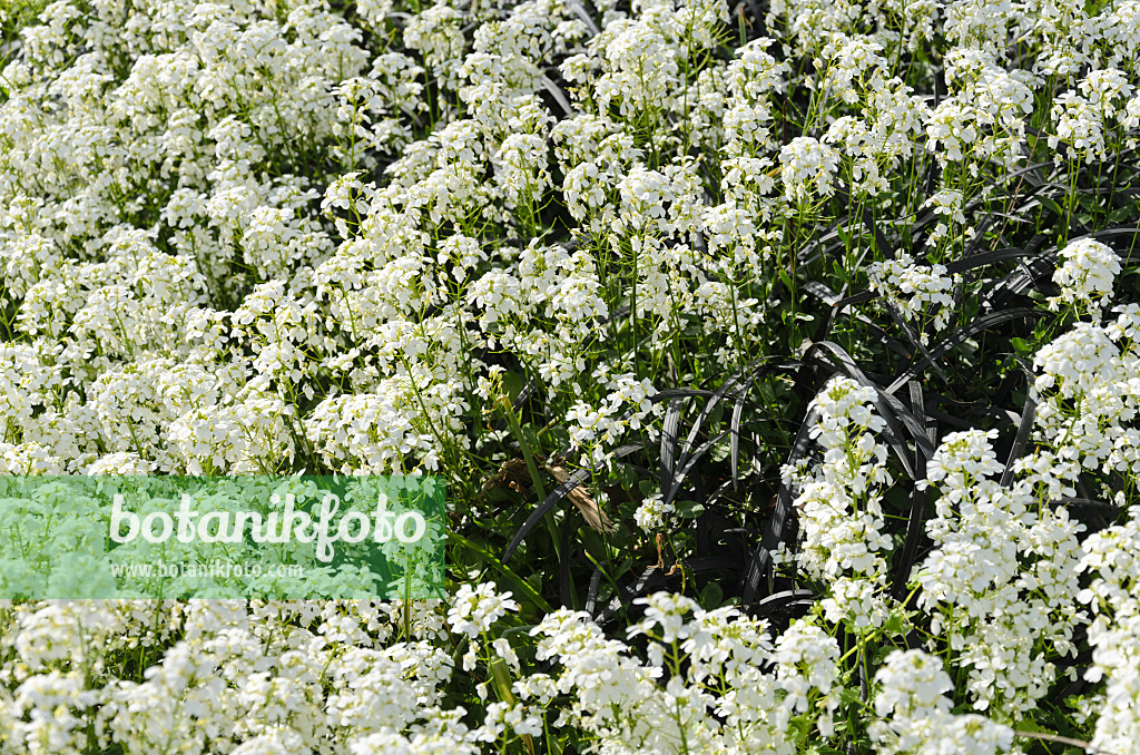 531180 - Spreading rock cress (Arabis procurrens 'Neuschnee')