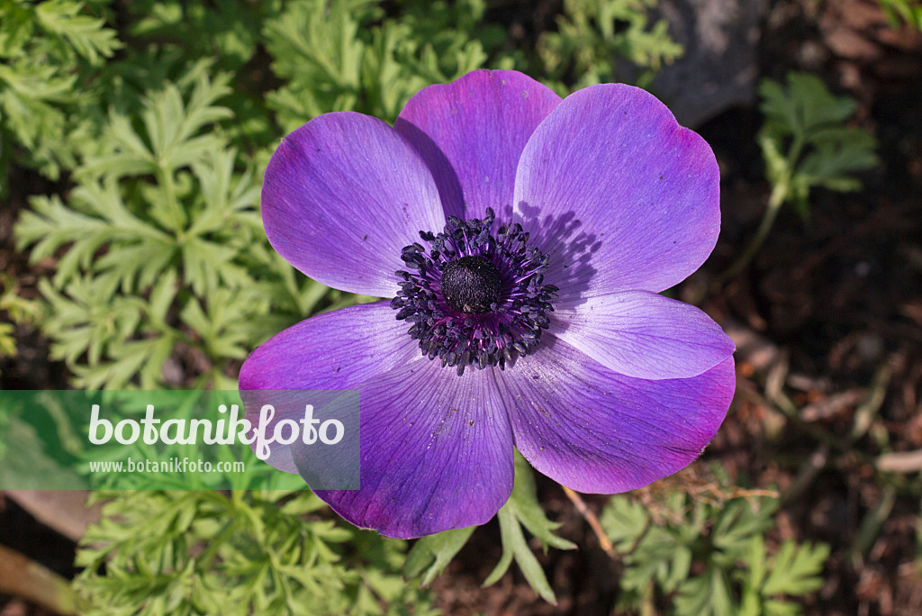 601033 - Spring anemone (Anemone coronaria)