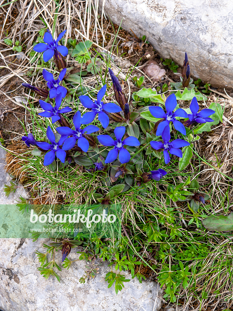 426138 - Spring gentian (Gentiana verna)