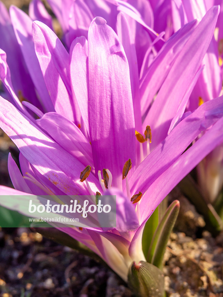 423019 - Spring meadow saffron (Colchicum bulbocodium syn. Bulbocodium vernum)