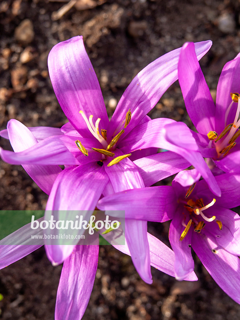 447002 - Spring meadow saffron (Colchicum bulbocodium syn. Bulbocodium vernum)