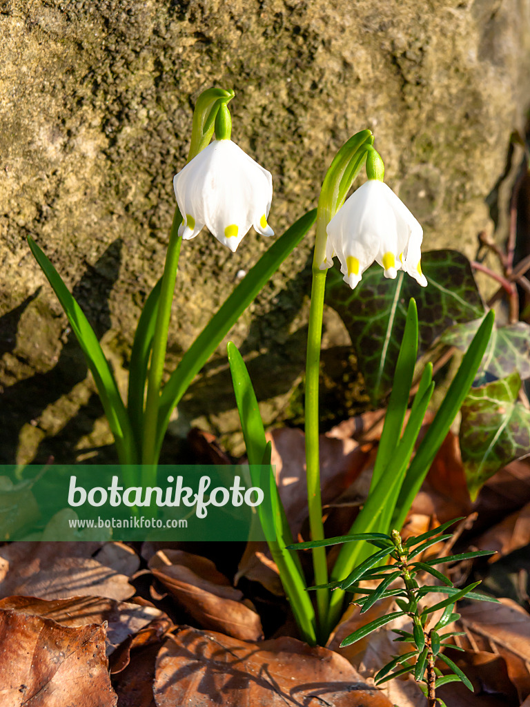 436039 - Spring snowflake (Leucojum vernum)