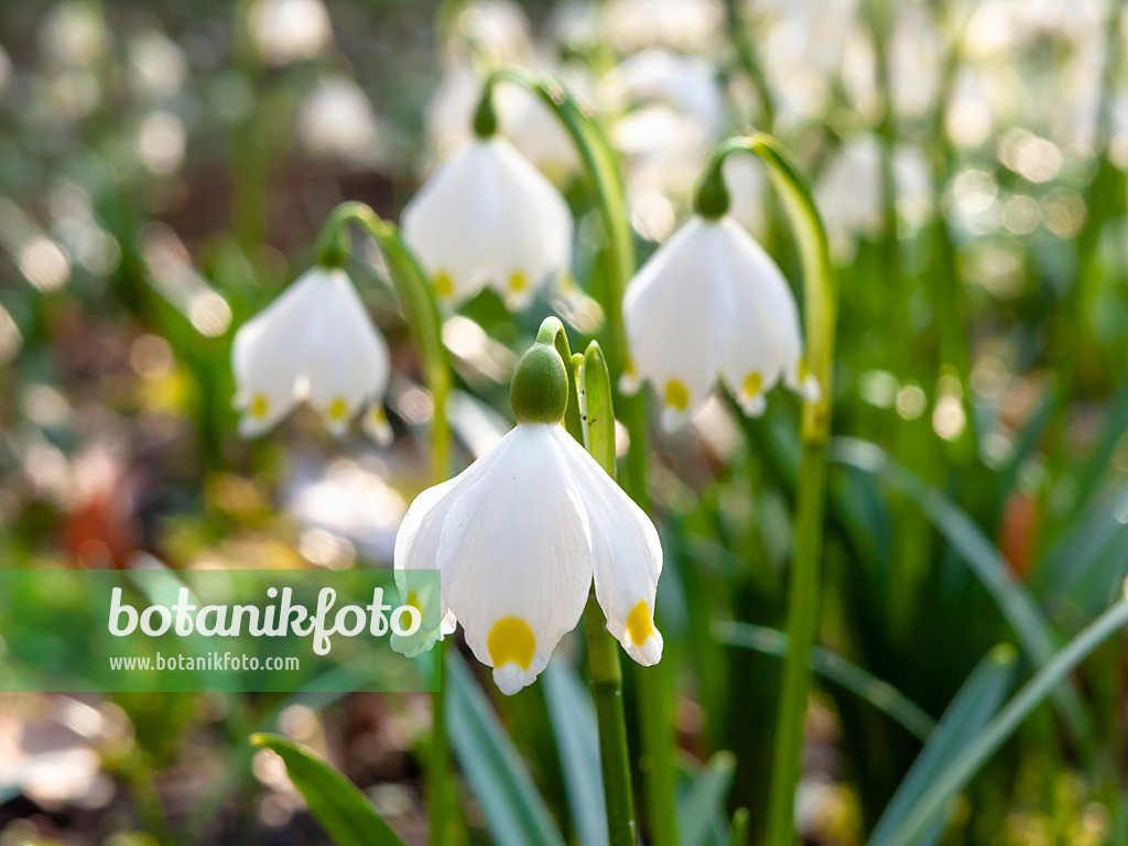 457014 - Spring snowflake (Leucojum vernum)