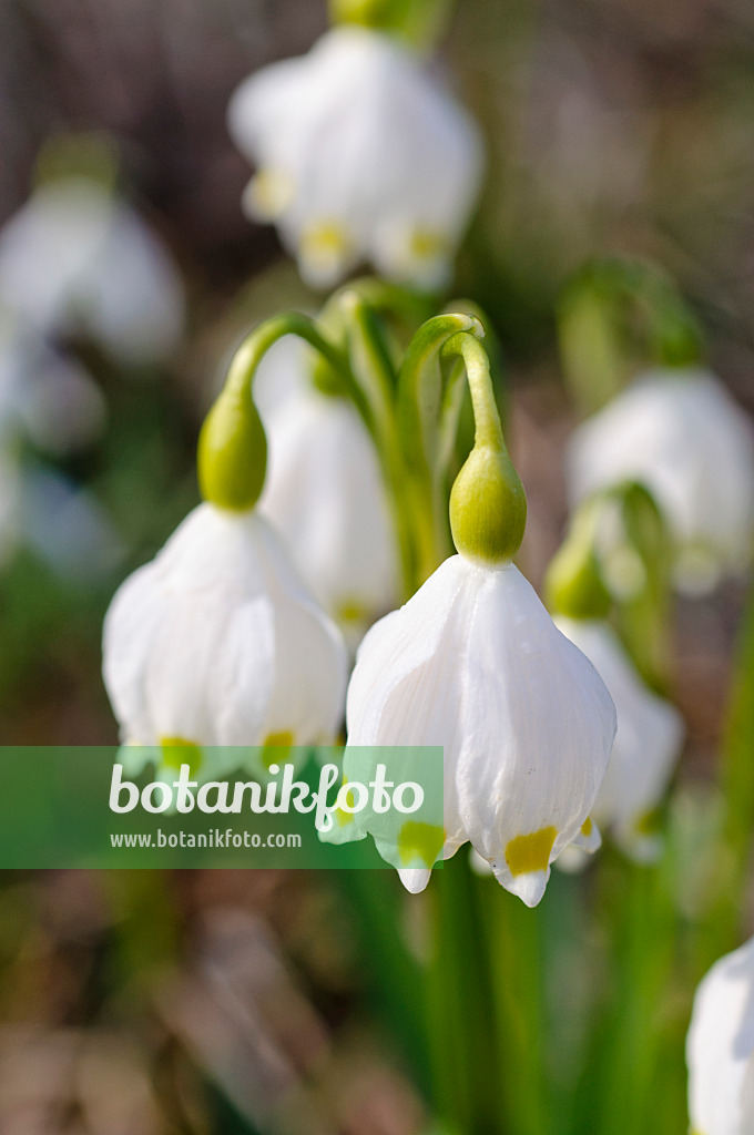 482044 - Spring snowflake (Leucojum vernum)