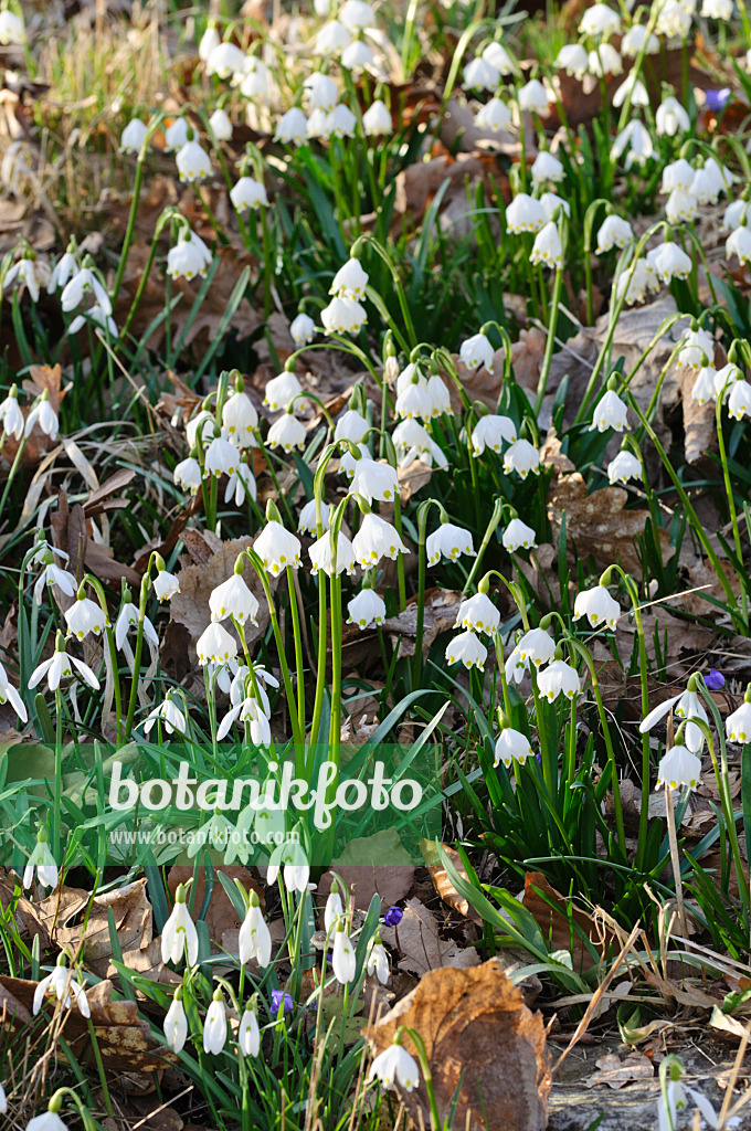 470035 - Spring snowflake (Leucojum vernum) and common snowdrop (Galanthus nivalis)