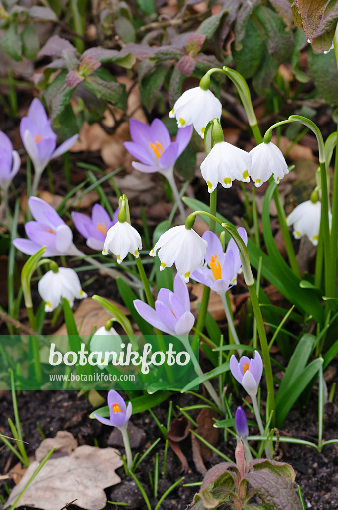 470027 - Spring snowflake (Leucojum vernum) and early crocus (Crocus tommasinianus)