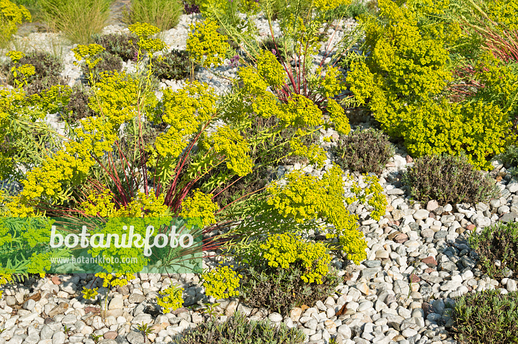 511001 - Spurge (Euphorbia) and common lavender (Lavandula angustifolia)