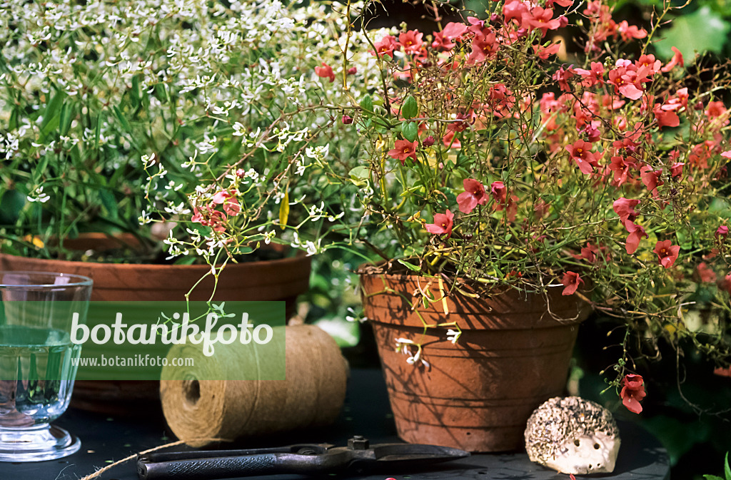 442075 - Spurge (Euphorbia) and Diascia