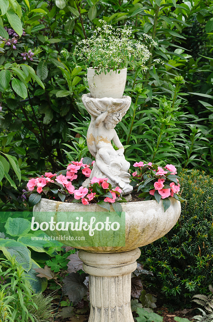 473101 - Spurge (Euphorbia hypericifolia 'Diamond Frost') and buzy Lizzie (Impatiens walleriana) in a fountain