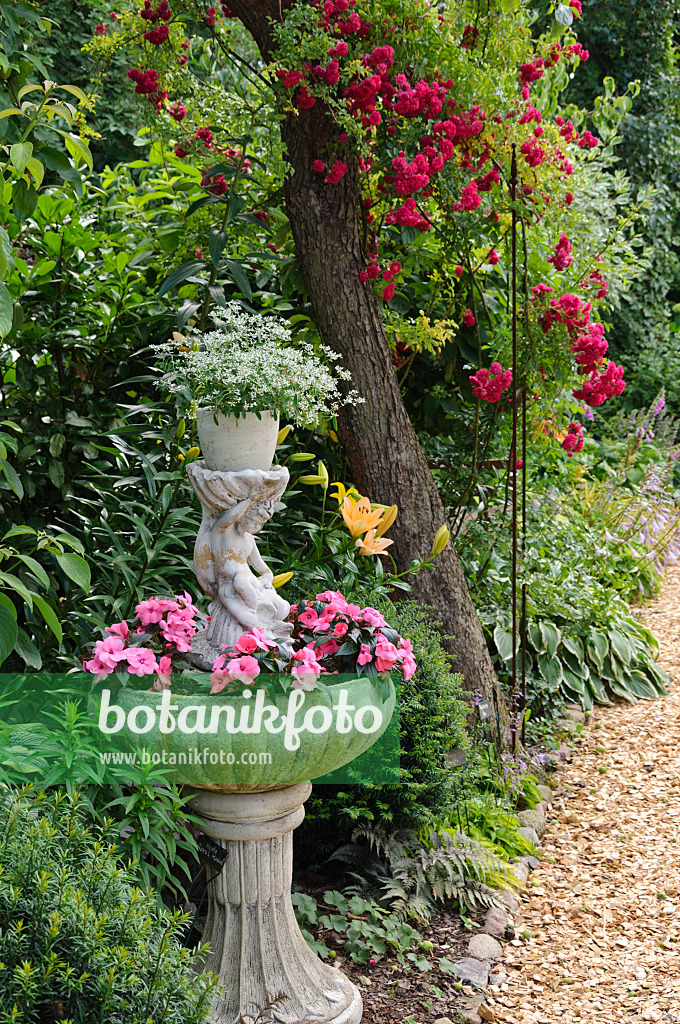 474152 - Spurge (Euphorbia hypericifolia 'Diamond Frost') and buzy Lizzie (Impatiens walleriana) in a fountain