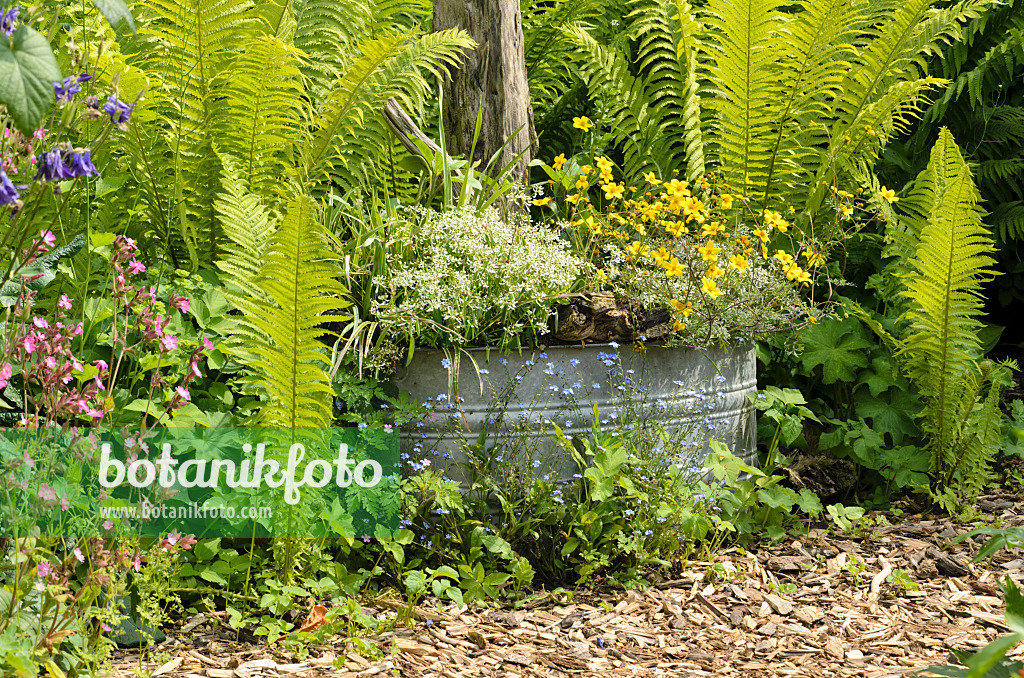 496397 - Spurge (Euphorbia hypericifolia 'Diamond Frost') and beggarticks (Bidens) in a tin trough