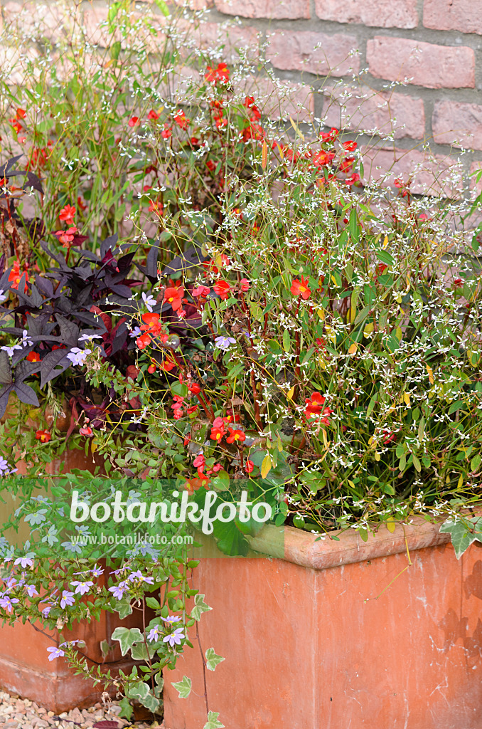 525324 - Spurge (Euphorbia hypericifolia 'Diamond Frost'), begonia (Begonia semperflorens) and fairy fan-flower (Scaevola aemula)