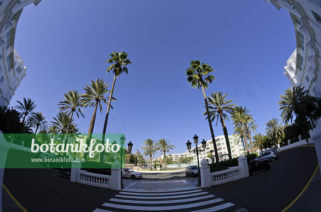 564051 - Square with palms, Playa del Ingles, Gran Canaria, Spain