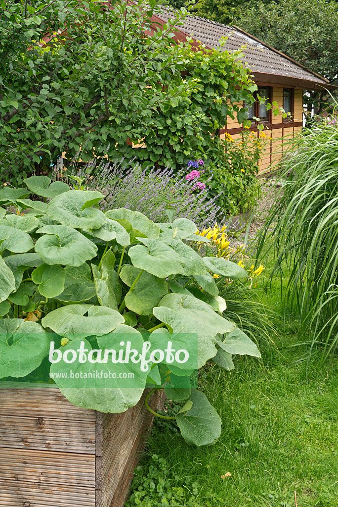 558330 - Squash (Cucurbita) and lavender (Lavandula) in a raised bed