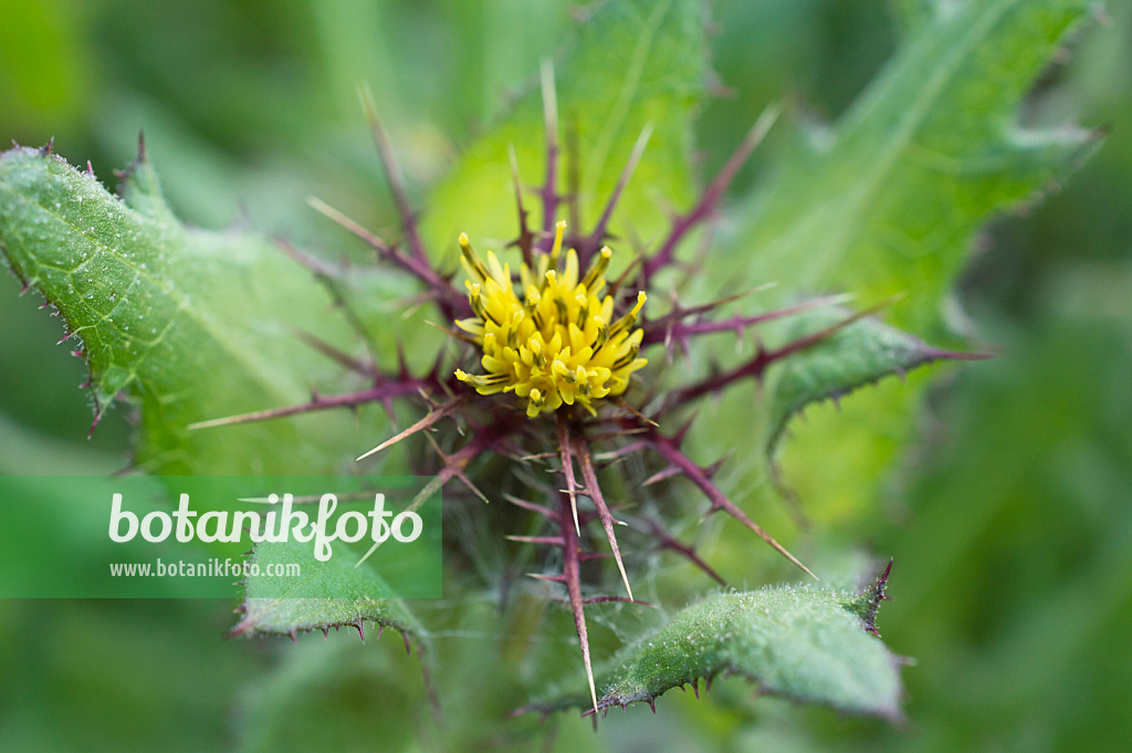 510124 - St. Benedict's thistle (Cnicus benedictus)