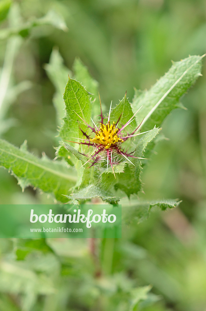 534468 - St. Benedict's thistle (Cnicus benedictus)