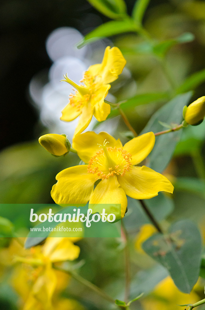 535212 - St. John's wort (Hypericum patulum 'Sungold')